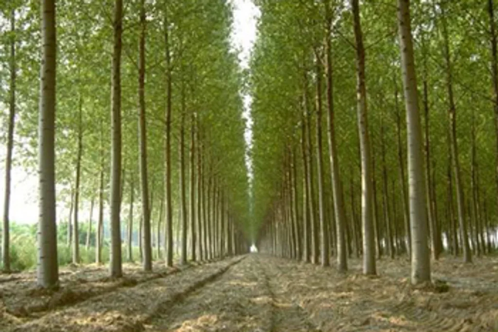Poplar tree plantation in india