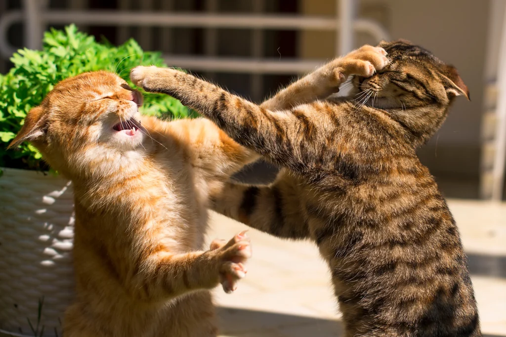 do cats fight to death